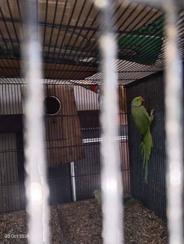 katha Male for Sale 0