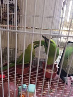 Pair of parrots for sale 0