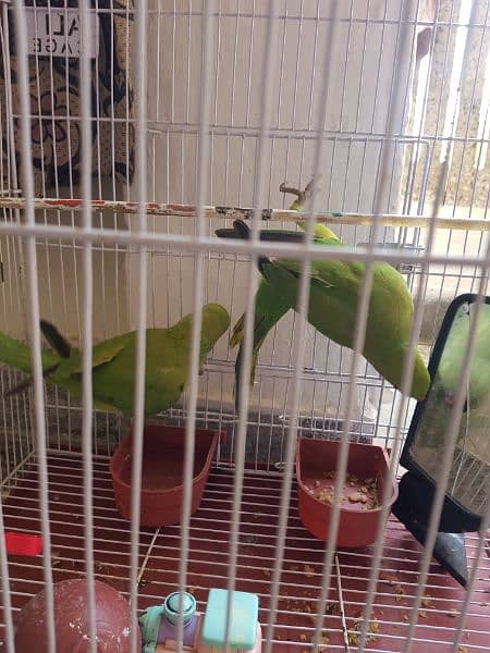 Pair of parrots for sale 1