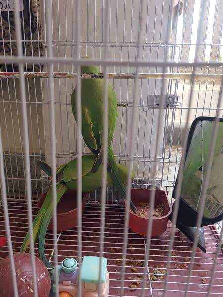 Pair of parrots for sale 2