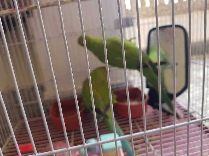 Pair of parrots for sale 3