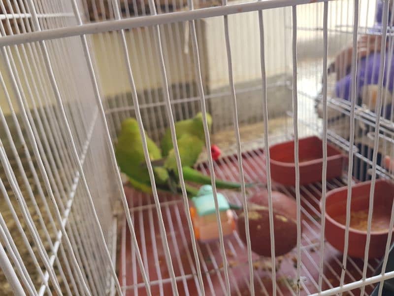 Pair of parrots for sale 5