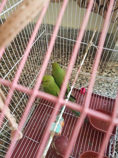 Pair of parrots for sale 6