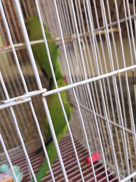 Pair of parrots for sale 8