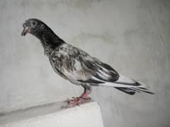 Pigeon