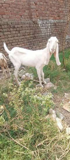 rajanpuri gulabi bakri 0