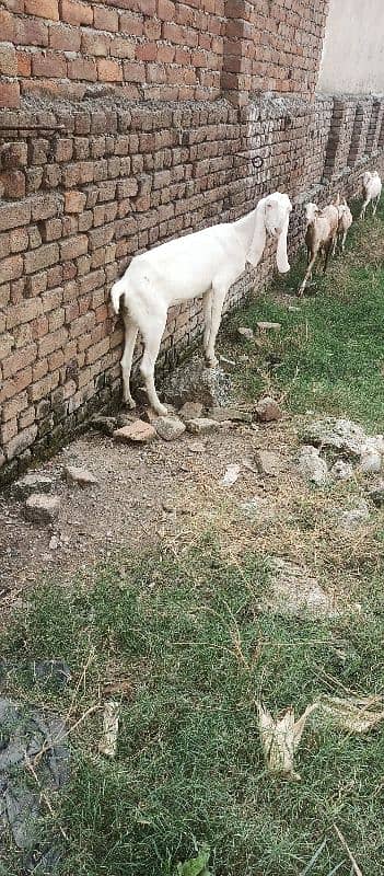 rajanpuri gulabi bakri 1