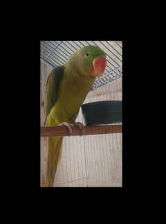 Raw male parrot for sale.