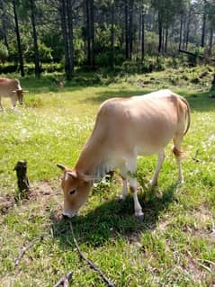 5 cows and 1 bull (male) and 9 goats 0