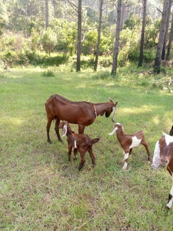 5 cows and 1 bull (male) and 9 goats 8