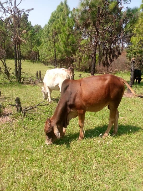 5 cows and 1 bull (male) and 9 goats 10