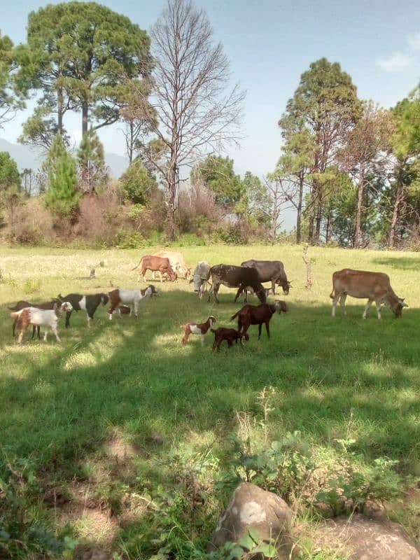 5 cows and 1 bull (male) and 9 goats 11