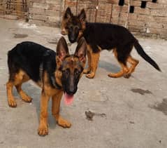 long coat male stock coat female jerman shepard pups 0