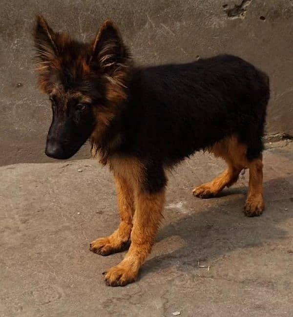 long coat male stock coat female jerman shepard pups 1