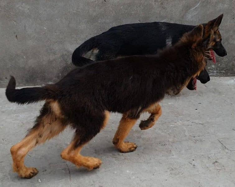 long coat male stock coat female jerman shepard pups 3