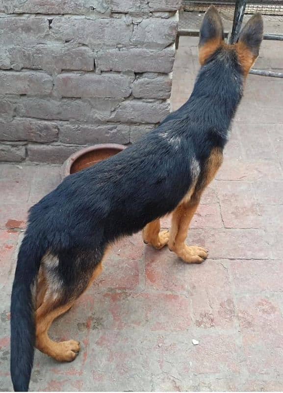 long coat male stock coat female jerman shepard pups 5