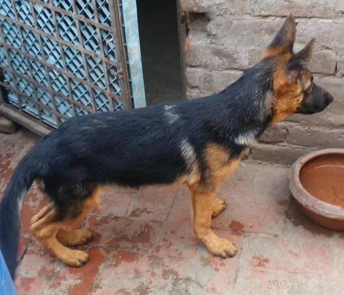 long coat male stock coat female jerman shepard pups 6