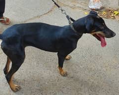 Doberman female puppy