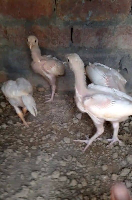 Heera Aseel Chicks | Heera Chicks | 2 Months Age 3