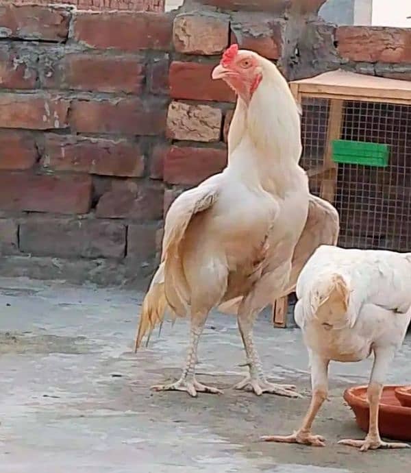 Heera Aseel Chicks | Heera Chicks | 2 Months Age 4