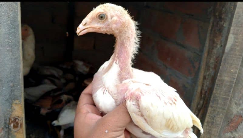 Heera Aseel Chicks | Heera Chicks | 2 Months Age 5