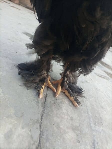 Black Cochin Cock (Murga) 0