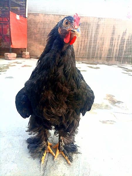 Black Cochin Cock (Murga) 1