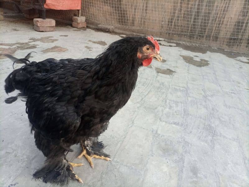 Black Cochin Cock (Murga) 2