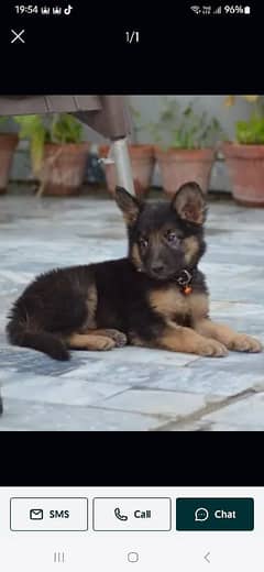 German Shepherd Dog| Long Coat puppies | Dog For Sale | GSD