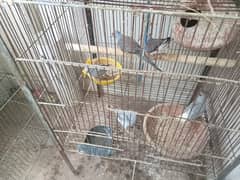 Cage plus finches and dove breeding pairs 0