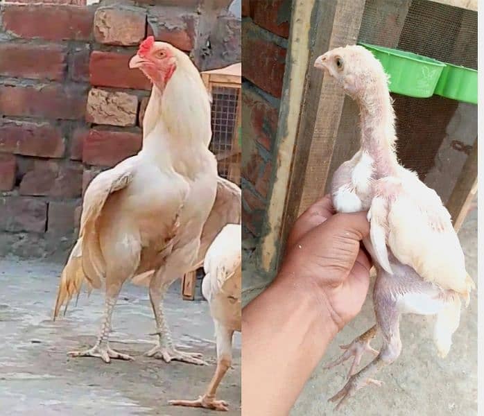 Heera Aseel Chicks | Heera Chicks | 2 Months Age 0