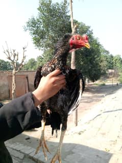 Whole setup Aseel hens pairs 5 Madi or 2 murgha