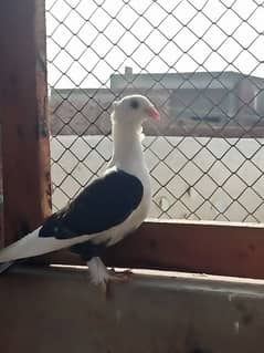 it's good female pigeon