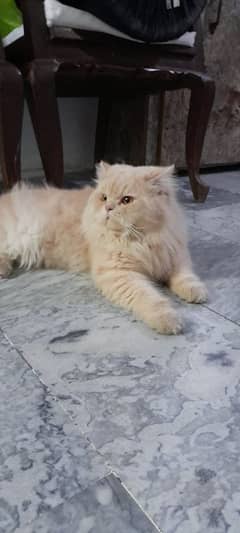 Persian cat triple coated male for sale