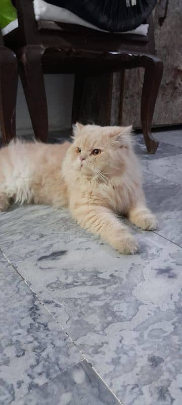 Triple coated Beautiful Persian male for sale 0