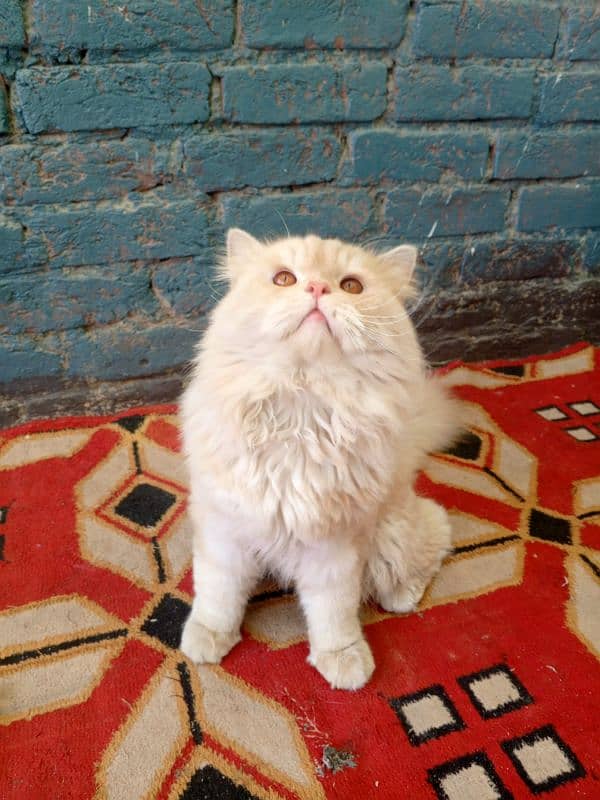 Triple coated Beautiful Persian male for sale 1