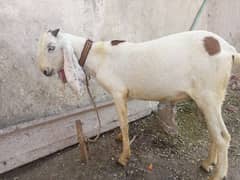 goat for sale