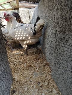 Lohman brown hens Black Australorp and Golden Misri gar ki hens