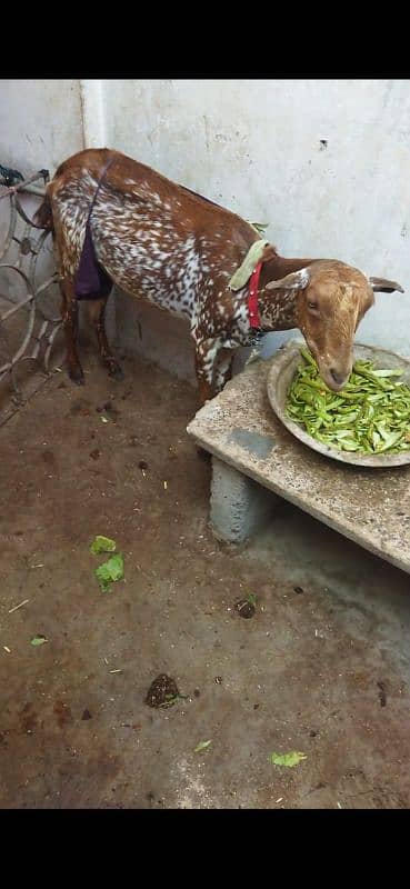 tedi bakri with male kids 1