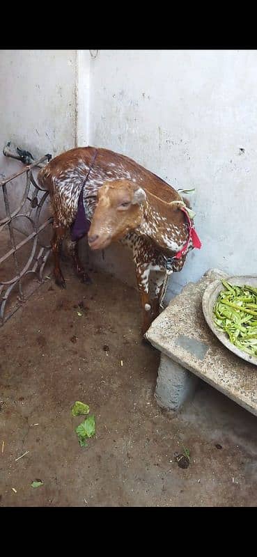 tedi bakri with male kids 2