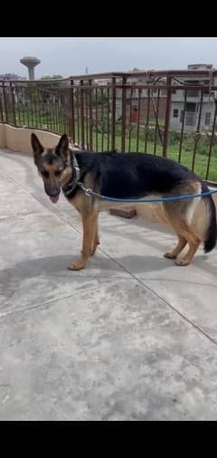 German shepherd male for sale healthy active comfirm stud