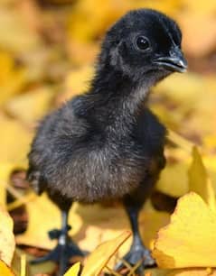 hen ayem cemani