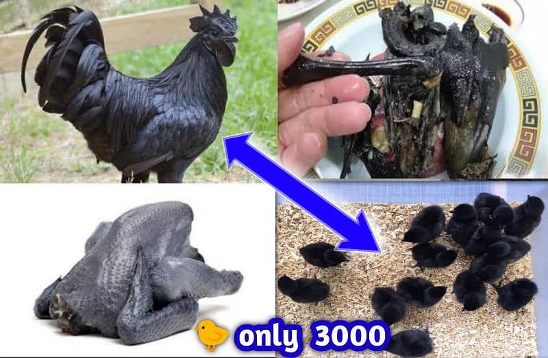 hen ayem cemani 2