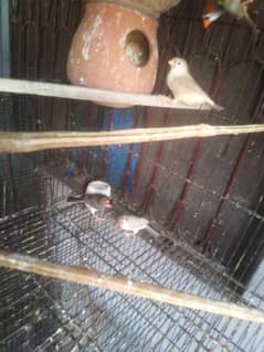 exhibition/king size zebra finch