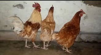 lohman brown hens