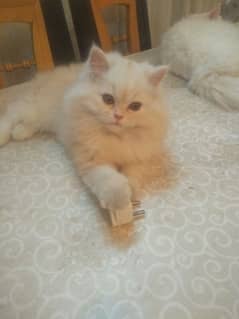 pure persian kitten