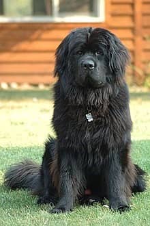 dog black dr Honey khanii 0316 9793668 0