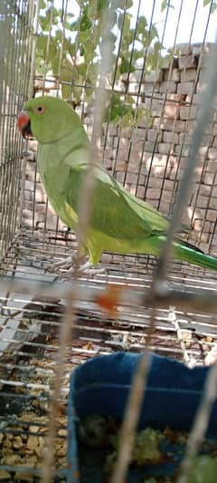 Female parrot Green parrot Pakistan Parrot