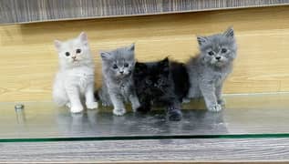 persian kittens