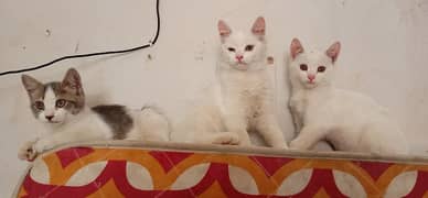 3 Persian Kitten 0